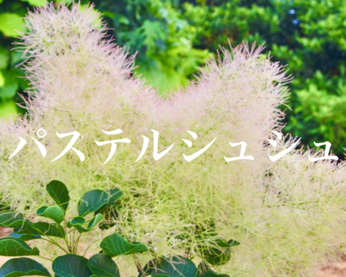 全て花芽付き グリーンボール スモークツリー 苗 苗木 雌株