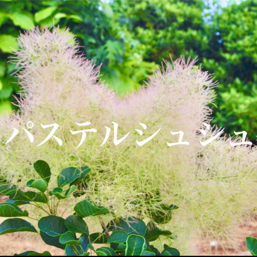 スモークツリー 苗 新品種 パステルシュシュ 希少品種 苗木 雌株