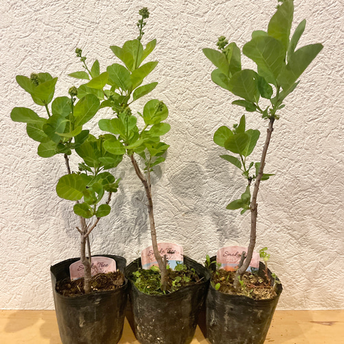 スモークツリー 苗 ロゼシュシュ 苗木 雌株 ドライフラワー 森の