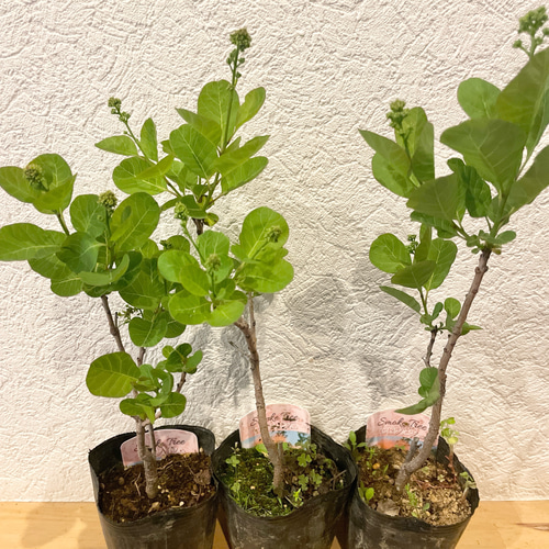 全て花付き ロゼシュシュ スモークツリー 苗 苗木 雌株 全て花芽付き ロゼシュシュ スモークツリー 苗 苗木 雌株