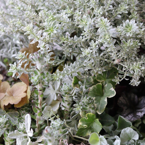 ローメンテ❤︎カラーリーフの大きな寄せ植え ローメンテ❤︎カラーリーフの大きな寄せ植え 生花