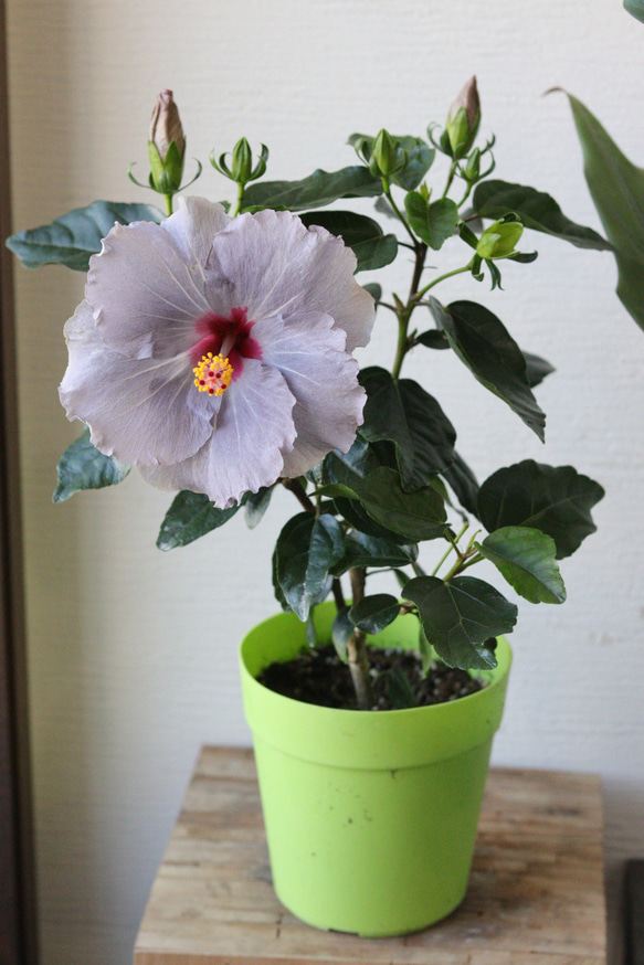 パープルハイビスカス❤︎ニューロングライフシリーズ【ケイト