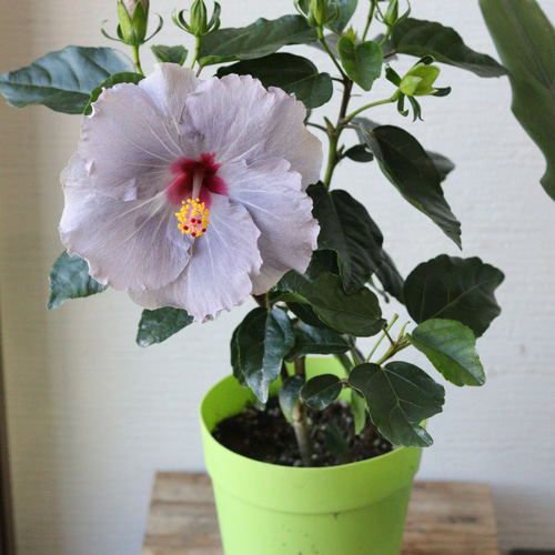 パープルハイビスカス❤︎ニューロングライフシリーズ【ケイト