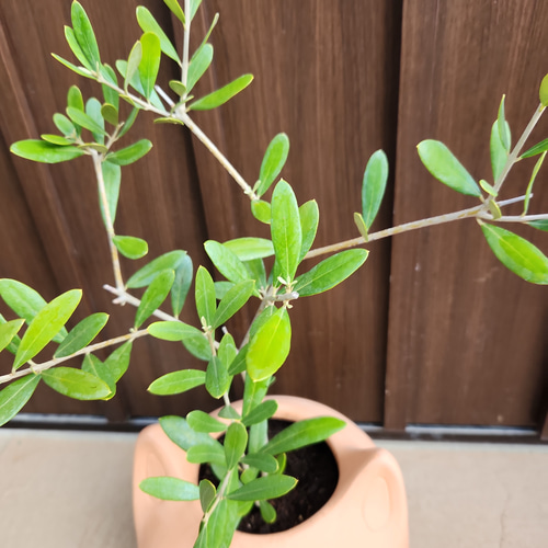 可愛い❤️ オリーブの木 ネバディロブランコ ネコ型テラコッタ鉢植え