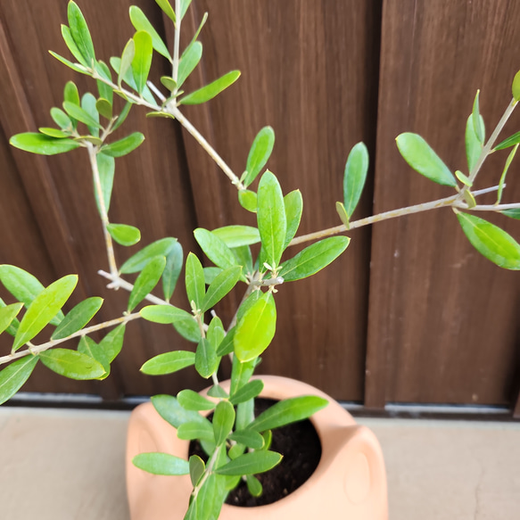 可愛い❤️　オリーブの木　ネバディロブランコ　ネコ型テラコッタ鉢植え　苗 3枚目の画像