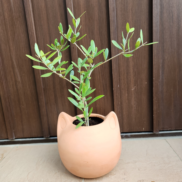 可愛い❤️　オリーブの木　ネバディロブランコ　ネコ型テラコッタ鉢植え　苗 6枚目の画像