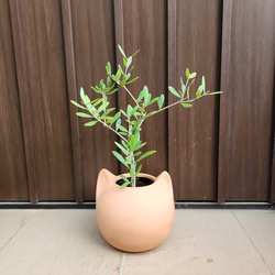 可愛い❤️　オリーブの木　ネバディロブランコ　ネコ型テラコッタ鉢植え　苗 1枚目の画像