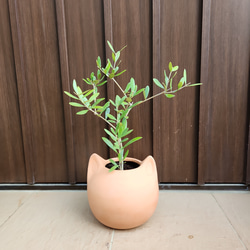 オリーブの木 ネバディロブランコ デザインテラコッタ鉢植え 苗