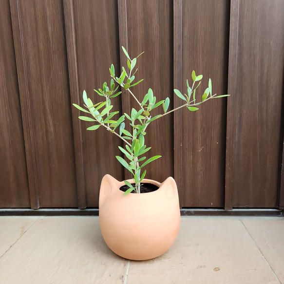 オリーブの木 ネバディロブランコ テラコッタ鉢植え 苗 シンボル