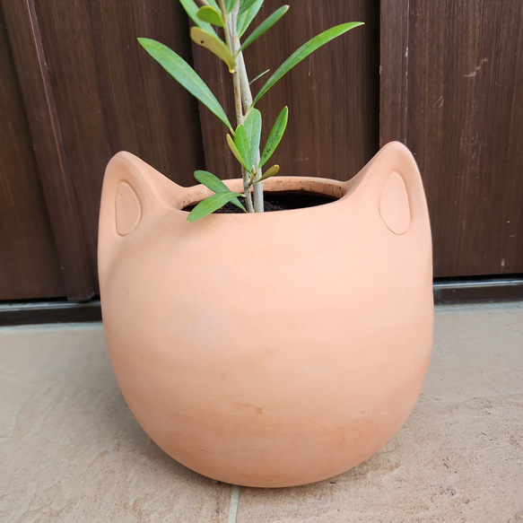 可愛い❤️　オリーブの木　ネバディロブランコ　ネコ型テラコッタ鉢植え　苗 2枚目の画像