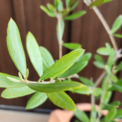 可愛い❤️　オリーブの木　ネバディロブランコ　ネコ型テラコッタ鉢植え　苗 4枚目の画像