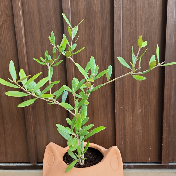 可愛い❤️　オリーブの木　ネバディロブランコ　ネコ型テラコッタ鉢植え　苗 5枚目の画像