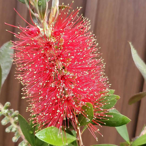 花芽付き♡金宝樹 カリステモン ブラシの木 ポット苗 オージー