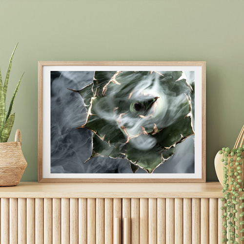 アガベ チタノタ 白鯨 インテリアアートポスター IVYL-155 多肉植物