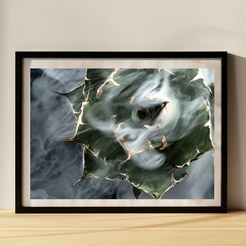 アガベ チタノタ 白鯨 インテリアアートポスター IVYL-155 多肉植物