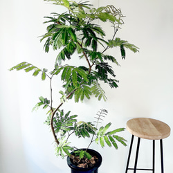 Premium Plants】エバーフレッシュ ネムノキ 観葉植物 大型 c その他