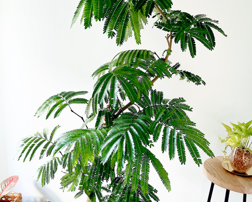 【一点限定】エバーフレッシュ 曲がり 花芽付き Lサイズ 観葉植物 calm エバーフレッシュ まがり L | 観葉植物の通販 AND PLANTS