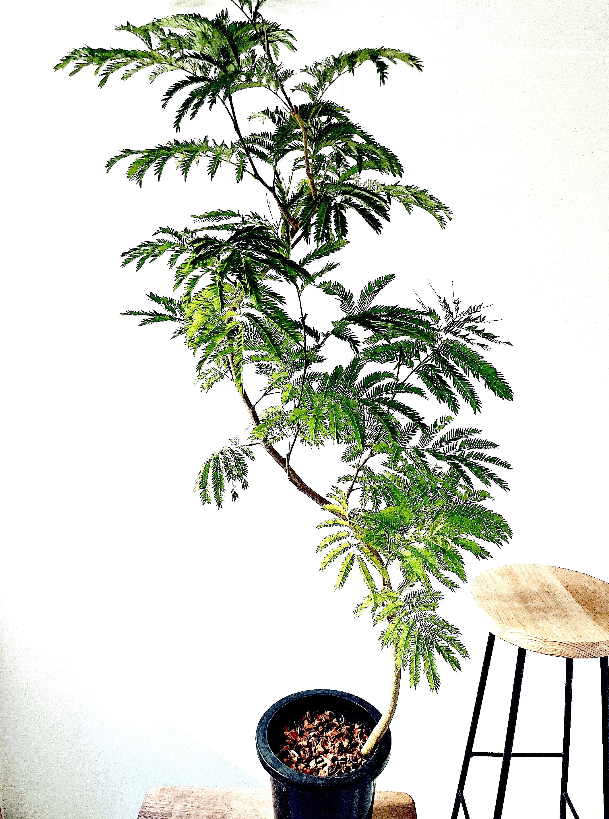 【Premium Plants】エバーフレッシュ ネムノキ 観葉植物 大型 d Premium Plants】エバーフレッシュ ネムノキ 観葉植物 大型 d Premium