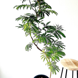 【限定特価】エバーフレッシュ 人気の大型観葉植物 calm cafe Premium Plants】エバーフレッシュ ネムノキ 観葉植物 大型 c その他