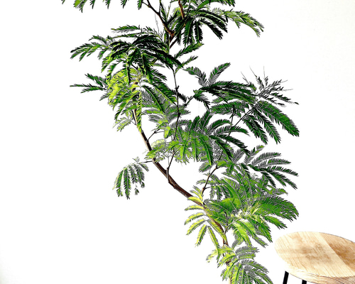 【限定特価】エバーフレッシュ 人気の大型観葉植物 calm cafe Premium Plants】エバーフレッシュ ネムノキ 観葉植物 大型 c その他