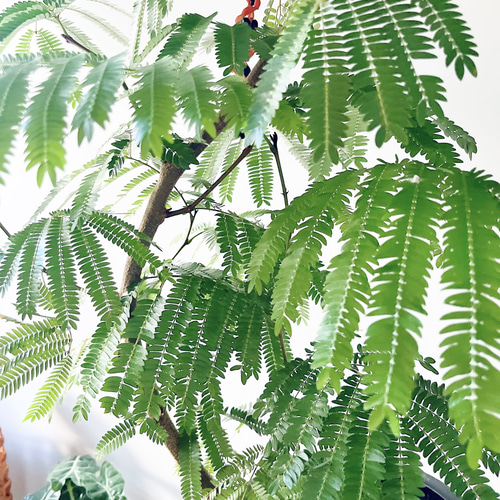 エバーフレッシュ ネムノキ 曲がり 観葉植物 大型 室内 calm
