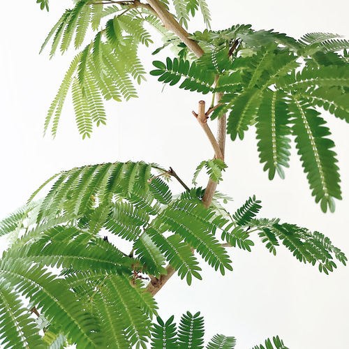 エバーフレッシュ ネムノキ 曲がり 観葉植物 大型 室内 calm