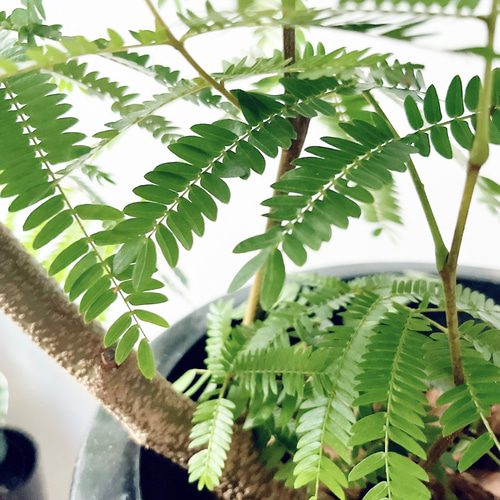 エバーフレッシュ ネムノキ 曲がり 観葉植物 大型 室内 calm