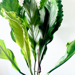 【再入荷】希少 アンスリウム フーケリー 7号鉢 115cm 観葉植物 大型 4枚目の画像