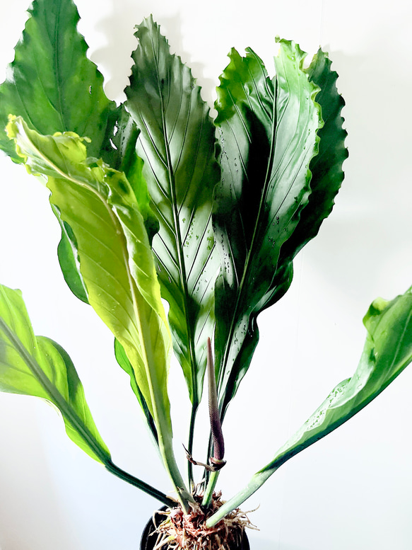 【再入荷】希少 アンスリウム フーケリー 7号鉢 115cm 観葉植物 大型 4枚目の画像