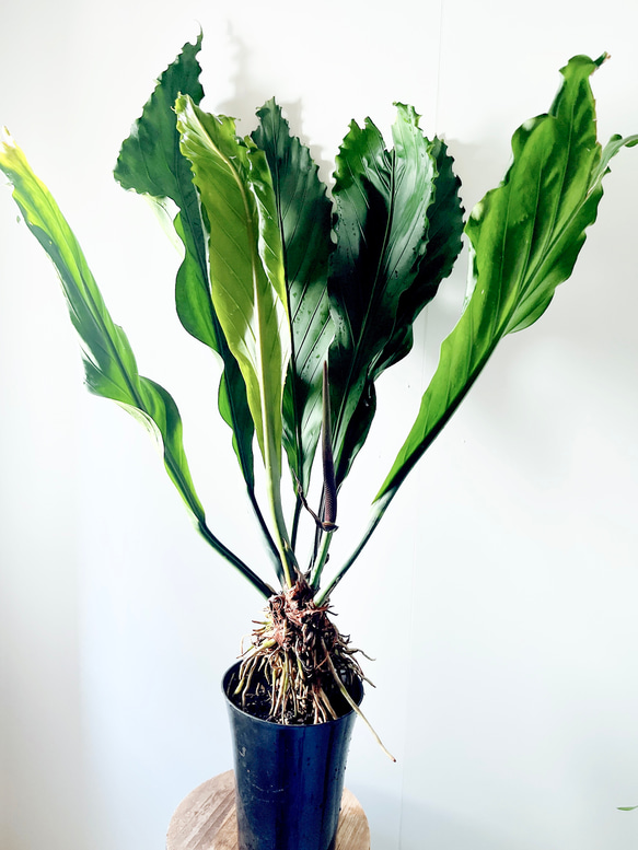 【再入荷】希少 アンスリウム フーケリー 7号鉢 115cm 観葉植物 大型 1枚目の画像