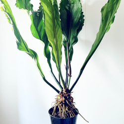 【再入荷】希少 アンスリウム フーケリー 7号鉢 115cm 観葉植物 大型 6枚目の画像