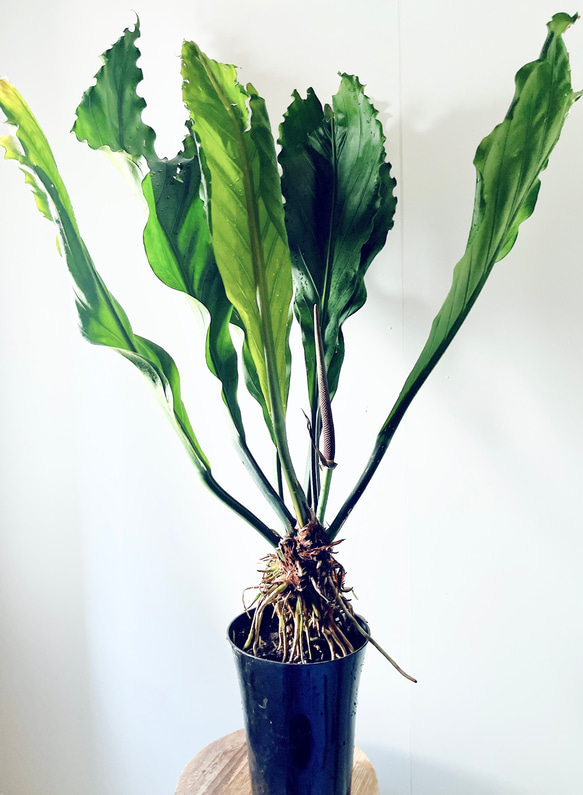 【再入荷】希少 アンスリウム フーケリー 7号鉢 115cm 観葉植物 大型 6枚目の画像