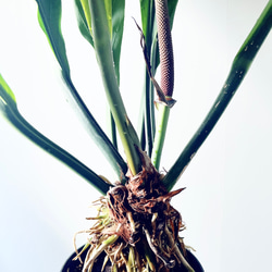 【再入荷】希少 アンスリウム フーケリー 7号鉢 115cm 観葉植物 大型 7枚目の画像