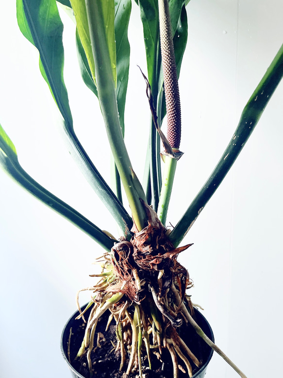 【再入荷】希少 アンスリウム フーケリー 7号鉢 115cm 観葉植物 大型 7枚目の画像