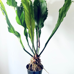 【再入荷】希少 アンスリウム フーケリー 7号鉢 115cm 観葉植物 大型 13枚目の画像