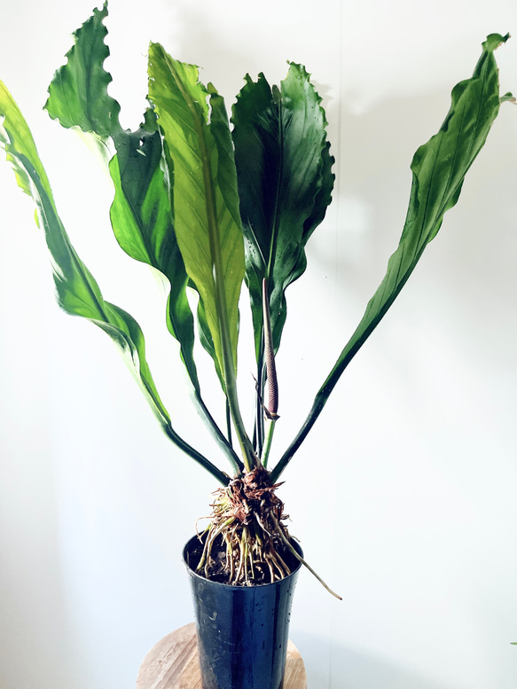 【再入荷】希少 アンスリウム フーケリー 7号鉢 115cm 観葉植物 大型 13枚目の画像