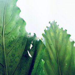 【再入荷】希少 アンスリウム フーケリー 7号鉢 115cm 観葉植物 大型 2枚目の画像