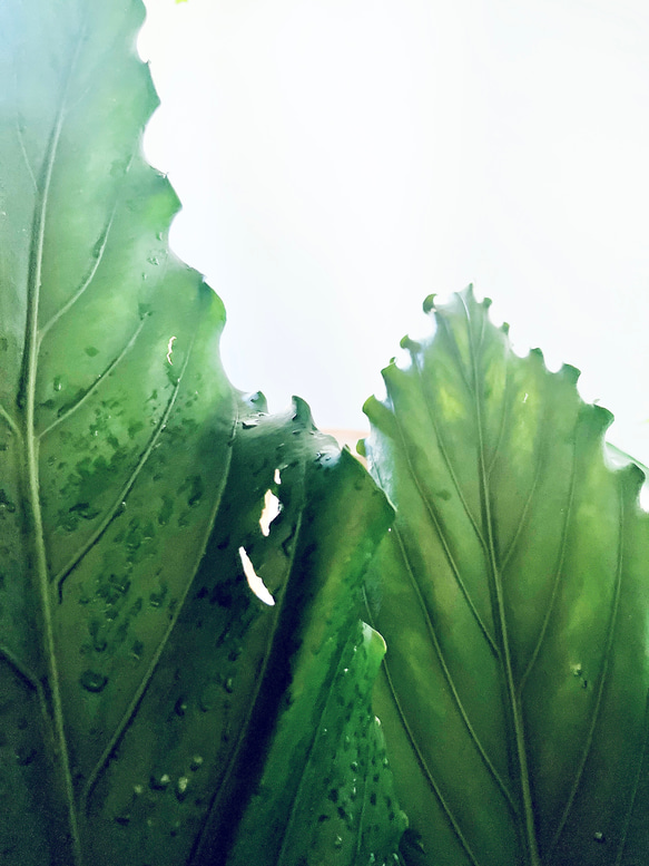 【再入荷】希少 アンスリウム フーケリー 7号鉢 115cm 観葉植物 大型 2枚目の画像