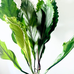 【再入荷】希少 アンスリウム フーケリー 7号鉢 115cm 観葉植物 大型 3枚目の画像