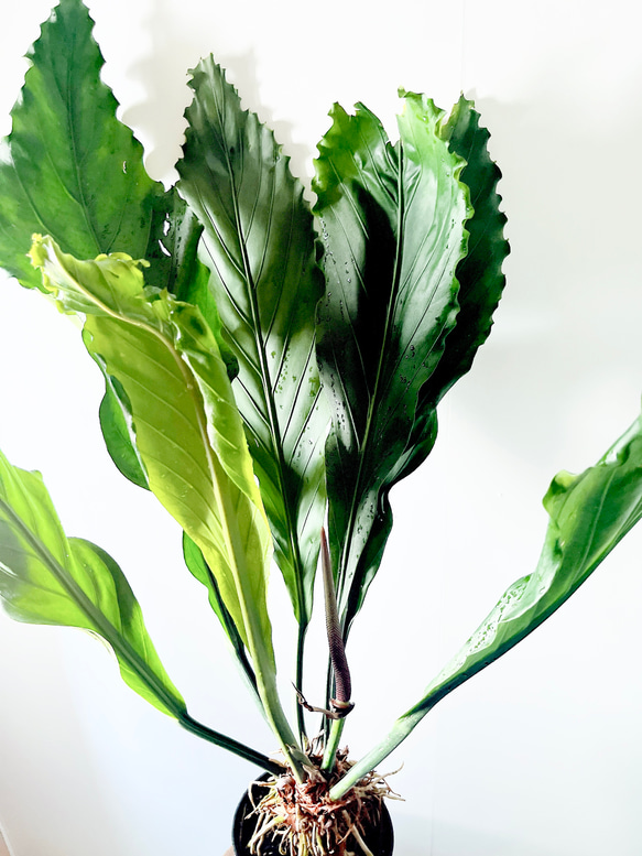 【再入荷】希少 アンスリウム フーケリー 7号鉢 115cm 観葉植物 大型 3枚目の画像