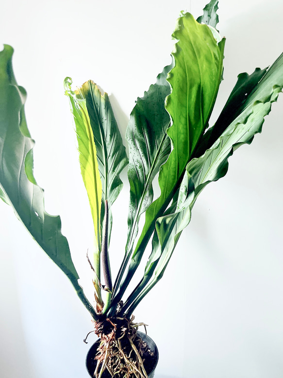 【再入荷】希少 アンスリウム フーケリー 7号鉢 115cm 観葉植物 大型 5枚目の画像