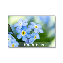 1639) 青い小さな花　忘れな草　  ポストカード5枚組 1枚目の画像