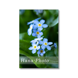 1639) 青い小さな花　忘れな草　  ポストカード5枚組 5枚目の画像