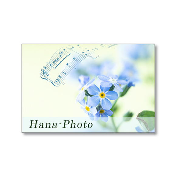 1639) 青い小さな花　忘れな草　  ポストカード5枚組 2枚目の画像