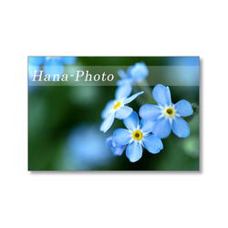 1639) 青い小さな花　忘れな草　  ポストカード5枚組 3枚目の画像