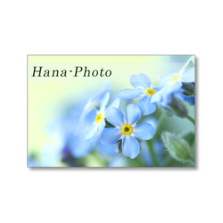 1639) 青い小さな花　忘れな草　  ポストカード5枚組 4枚目の画像