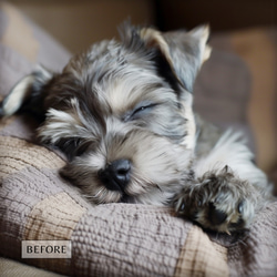 【世界に一つだけの愛犬アート♡】（高画質デジタルデータプレゼント中）オーダーメイド　ペットメモリアル　うちの子 12枚目の画像