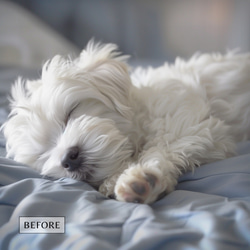 【世界に一つだけの愛犬アート♡】（高画質デジタルデータプレゼント中）オーダーメイド　ペットメモリアル　うちの子 14枚目の画像