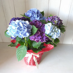 あじさい　ハイドランジア　2色植え　5号鉢　ブルー系　化粧箱 6枚目の画像