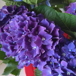あじさい　ハイドランジア　2色植え　5号鉢　ブルー系　化粧箱 4枚目の画像